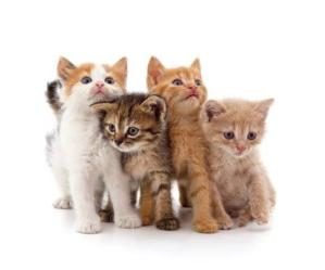 4CAT 代币图片